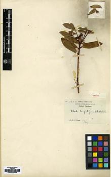 Type specimen at Edinburgh (E). Wilson, Ernest: 1204. Barcode: E00010096.
