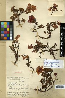 Type specimen at Edinburgh (E). Forrest, George: 5862. Barcode: E00010099.
