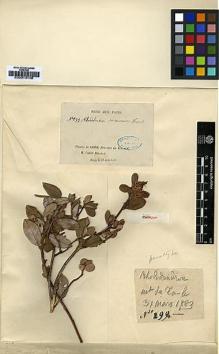 Type specimen at Edinburgh (E). Delavay, Pierre: 299. Barcode: E00010108.