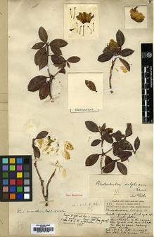 Type specimen at Edinburgh (E). Forrest, George: 951. Barcode: E00010109.