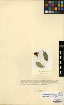 Type specimen at Edinburgh (E). Kingdon-Ward, Francis: 6313. Barcode: E00010110.