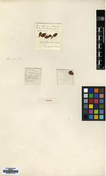 Type specimen at Edinburgh (E). Limpricht, Hans: 1320. Barcode: E00010115.