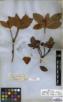 Type specimen at Edinburgh (E). Hooker, Joseph: . Barcode: E00010128.