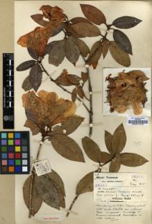 Type specimen at Edinburgh (E). Forrest, George: 26384. Barcode: E00010132.