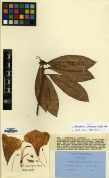 Type specimen at Edinburgh (E). Kingdon-Ward, Francis: 19259. Barcode: E00010133.