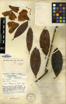 Type specimen at Edinburgh (E). Kingdon-Ward, Francis: 5501. Barcode: E00010135.