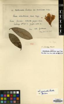 Type specimen at Edinburgh (E). Gebauer, A.: . Barcode: E00010136.