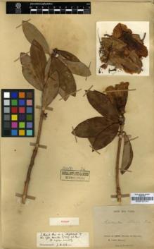 Type specimen at Edinburgh (E). Delavay, Pierre: 736. Barcode: E00010141.