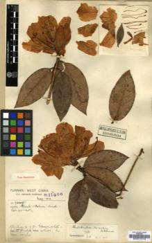 Type specimen at Edinburgh (E). Forrest, George: 11866. Barcode: E00010142.