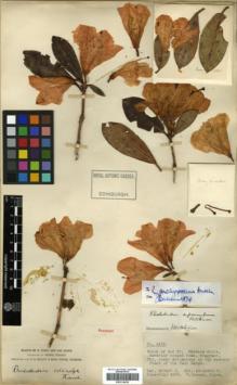 Type specimen at Edinburgh (E). Forrest, George: 11547. Barcode: E00010146.
