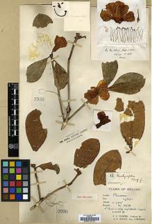 Type specimen at Edinburgh (E). Cooper, Roland: 3936. Barcode: E00010151.