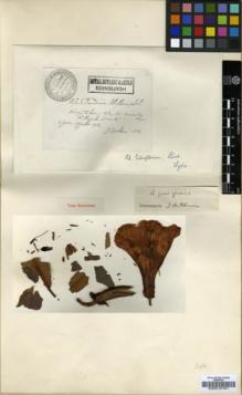 Type specimen at Edinburgh (E). Cavalerie, Pierre: 54. Barcode: E00010161.