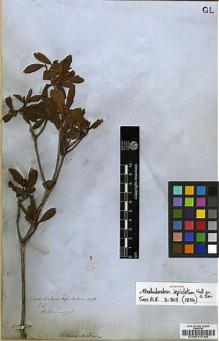 Type specimen at Edinburgh (E). Wallich, Nathaniel: 758. Barcode: E00010166.
