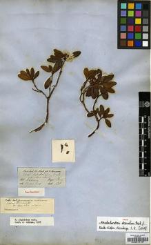 Type specimen at Edinburgh (E). Hooker, Joseph: . Barcode: E00010167.