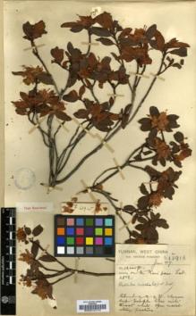 Type specimen at Edinburgh (E). Forrest, George: 13915. Barcode: E00010174.