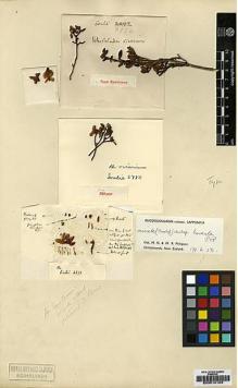 Type specimen at Edinburgh (E). Soulié, Jean: 2772. Barcode: E00010185.