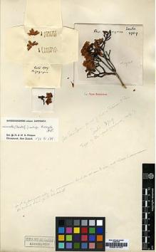 Type specimen at Edinburgh (E). Soulié, Jean: 3709. Barcode: E00010187.