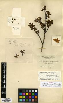 Type specimen at Edinburgh (E). Wilson, Ernest: 3452. Barcode: E00010190.