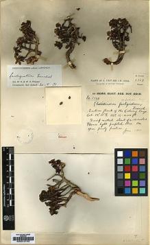 Type specimen at Edinburgh (E). Forrest, George: 5863. Barcode: E00010192.