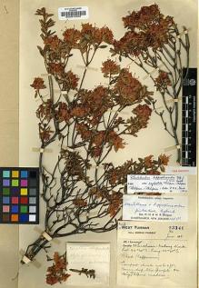 Type specimen at Edinburgh (E). Forrest, George: 23341. Barcode: E00010202.