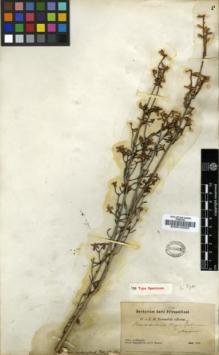 Type specimen at Edinburgh (E). Przewalski, Nikolai: . Barcode: E00010203.