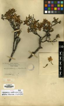 Type specimen at Edinburgh (E). Wilson, Ernest: 1225. Barcode: E00010205.