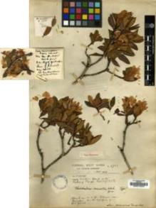 Type specimen at Edinburgh (E). Forrest, George: 6738. Barcode: E00010223.