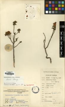 Type specimen at Edinburgh (E). Tsai, H.T.: 50928. Barcode: E00010226.