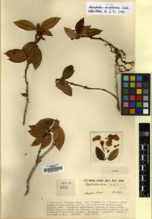 Type specimen at Edinburgh (E). Kingdon-Ward, Francis: 6793. Barcode: E00010231.