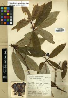 Type specimen at Edinburgh (E). Forrest, George: 17824. Barcode: E00010232.