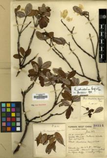 Type specimen at Edinburgh (E). Forrest, George: 18151. Barcode: E00010238.