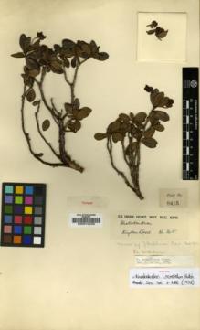 Type specimen at Edinburgh (E). Kingdon-Ward, Francis: 8415. Barcode: E00010239.