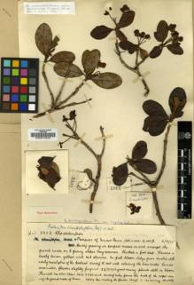 Type specimen at Edinburgh (E). Kingdon-Ward, Francis: 3302. Barcode: E00010242.