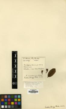 Type specimen at Edinburgh (E). Ludlow, Frank; Sherriff, George; Hicks, J.: 21283. Barcode: E00010261.