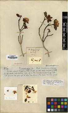 Type specimen at Edinburgh (E). Farrer, Reginald: 88. Barcode: E00010277.