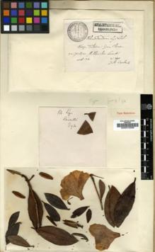 Type specimen at Edinburgh (E). Cavalerie, Pierre: 3883. Barcode: E00010286.