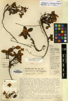 Type specimen at Edinburgh (E). Kingdon-Ward, Francis: 8337. Barcode: E00010294.