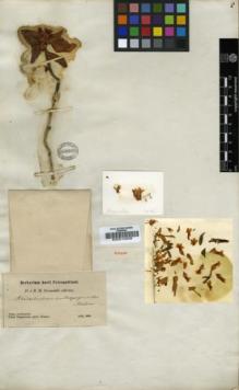 Type specimen at Edinburgh (E). Przewalski, Nikolai: . Barcode: E00010298.