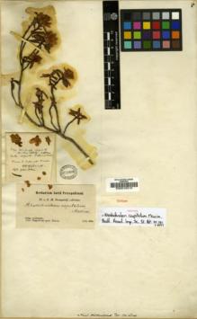 Type specimen at Edinburgh (E). Przewalski, Nikolai: 22. Barcode: E00010310.