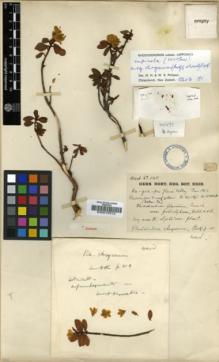 Type specimen at Edinburgh (E). Kingdon-Ward, Francis: 540. Barcode: E00010312.