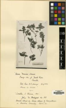 Type specimen at Edinburgh (E). Henry, B.C.: 22025. Barcode: E00010320.