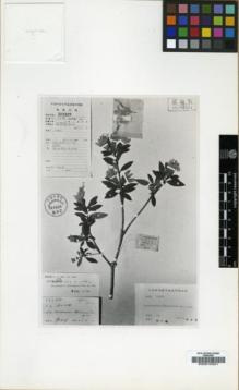 Type specimen at Edinburgh (E). Lau, L.H.: 422. Barcode: E00010321.