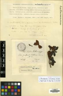 Type specimen at Edinburgh (E). Taquet, Emile: 305. Barcode: E00010323.