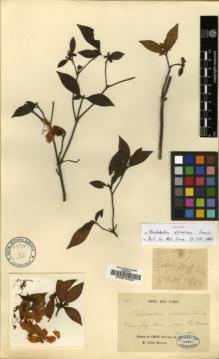 Type specimen at Edinburgh (E). Delavay, Pierre: . Barcode: E00010325.