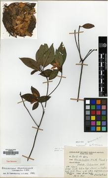 Type specimen at Edinburgh (E). Naithani, Harsh: SER II: 894. Barcode: E00010326.