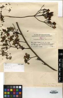 Type specimen at Edinburgh (E). Ts'ang, Wai: 20332. Barcode: E00010328.