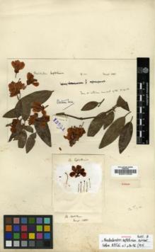 Type specimen at Edinburgh (E). Forrest, George: 13881. Barcode: E00010330.
