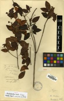 Type specimen at Edinburgh (E). Cavalerie, Pierre: 2982. Barcode: E00010331.