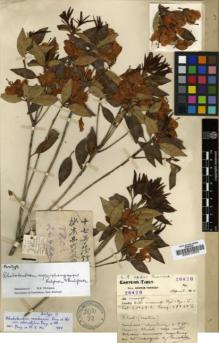 Type specimen at Edinburgh (E). Forrest, George: 26420. Barcode: E00010334.