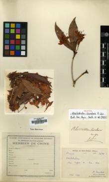 Type specimen at Edinburgh (E). Cavalerie, Pierre: 2633. Barcode: E00010337.